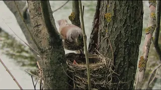 Дрозд-рябинник на гнезде. Fieldfare at the nest in nature.