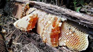 Captura de abejas silvestres