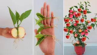 How to grow apple trees from seed for beginners