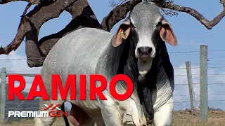 RAMIRO CABR - BRAHMAN