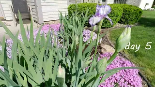 Blooming Iris - Timelapse - 10 days
