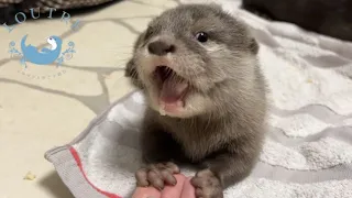 Baby Otter, First Meal!