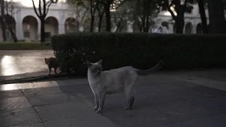 Los gatos del palacio de México reciben trato presidencial