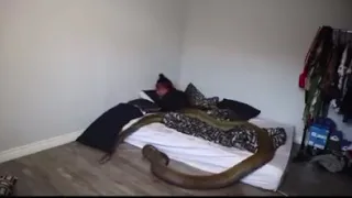 Girl finds large snake in her bed!!