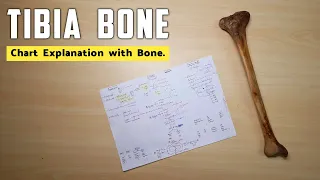 Tibia Bone | Part 3 | Chart Explanation with Tibia Bone | The Charsi of Medical Literature