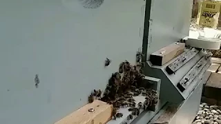 Honey bees work through the eclipse. Timelapse.
