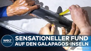 GALAPAGOS-INSELN: Sensation! Forscher entdecken mögliche Brutstätte gefährdeter Glatt-Hammerhaie