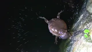 Bullfrog call in pond at night after rain (WARNING: LOUD SOUND)