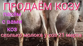 ❤️ Козы. Козлята. Сколько молока 21 марта 2020 г. Кормление козлят. Пасём коз. Продаём козу.