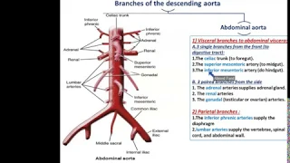 Arteries of the Thorax - Dr. Ahmed Farid