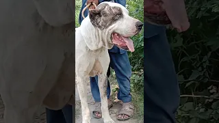 New Rocky 4k2023 Pretending to be frozen in front of my #CaneCorso #shorts video