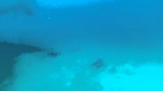 Bull shark on the Eagle wreck