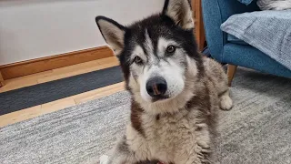 Husky in Shock As Birthday Gifts Keep Coming! (yes he donates to charities too)