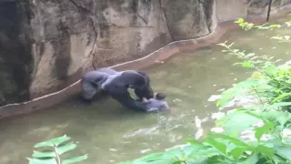 HD | Gorilla Grabs Child That Fell Into Cincinnati Zoo Enclosure