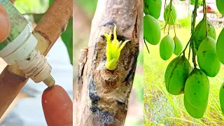 Powerful Hormone Rooting For Mango Tree Cutting | Best Natural Rooting Hormone