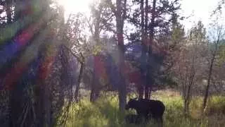 Wonderful Wyoming Wildlife - Mama Moose and Nursing Twins - 8/27/2015