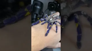 Poecilotheria Metallica Spider #shorts #spider