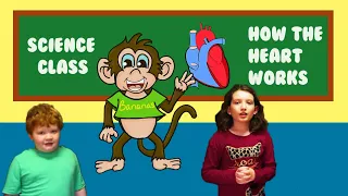 How the Heart Works / Human Body Science Experiments For Kids