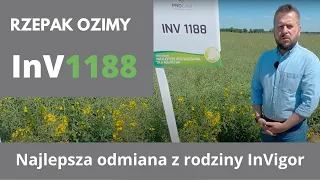 Rzepak ozimy InV 1188