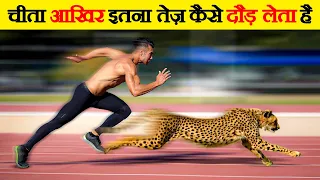 चीता को दौड़ में कोई हरा क्यों नहीं सकता | Why You Can't Outrun a Cheetah