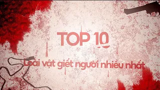 TOP 10 loài vật GIẾT NGƯỜI nhiều nhất!