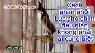 Cách điều lực cho chim Chào mào Thi đấu ít ai biết qua chia sẻ NTL