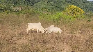 BRIGA FEIA DOS TOUROS PO! São brutos demais.