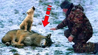 A man helped a wolf cub and his dying mother, after which the incredible happened!