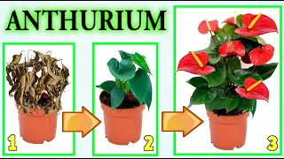 ANTHURIUM SUPER, TRICKS AND SECRETS TO CURE IT MAKE IT "RESUSCITATE", BLOOM ANTHURIUM PLANT CARE