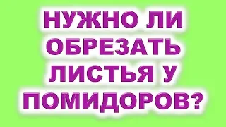 Надо ли удалять листья у помидоров? Как обрезать листья у томатов, чтобы получить ранний урожай