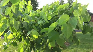 Mulberry: The Ornamental, Reliable & Tasty Fruit Tree.