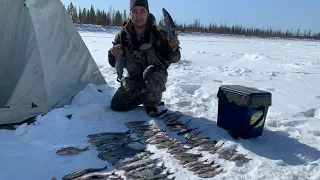 Якутия, подлëдная рыбалка на реке Амга. Сиг, Хариус и Джон