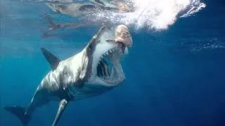 самая большая акула в мире заснята живой (НОВОЕ 2014)!!!
