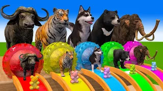 5 Giant Duck, Monkey,Piglet, Cow, Elephant, Tiger, Dinasaur Transfiguration funny animal 2023