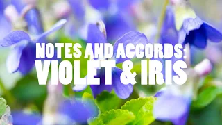 NOTES AND ACCORDS: VIOLET AND IRIS