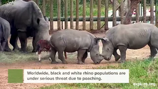 Protecting Endangered Rhinos