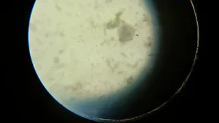 Kropla wody pod mikroskopem