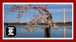 DC Cherry Blossoms: The cost behind maintaining these fleeting beauties