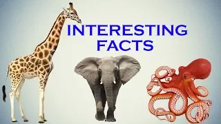 Interesting Facts You Should Know About Animals|Birds|Insects.