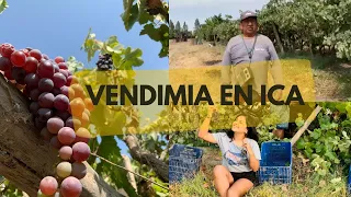 Vendimia tradicional o cosecha de las uvas 🍇 en Ica Perú 🇵🇪- última vendimia de mi familia #perú