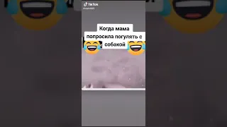 собака испугалась и ушла на небеса