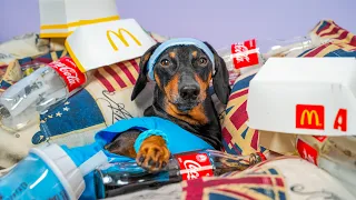 Get Back In Shape! Cute & funny dachshund dog video!