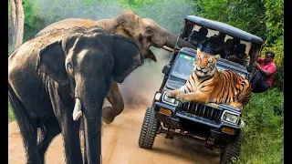 Elephant Attack : Wild Elephant Attacked Visitors Van, Surprisingly Tiger Rushed