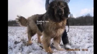 "Бомбор"  . Питомник кавказских овчарок  . Часть 2 .