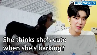 She thinks she's cute when she's barking? [Dogs are incredible : EP.137-2] | KBS WORLD TV 220830