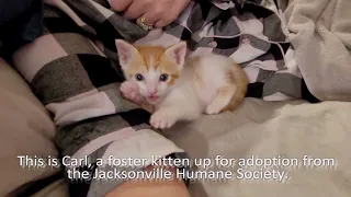 World's Cutest Kitten Episode 6