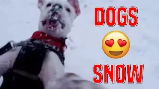 Dogs Discovering Snow