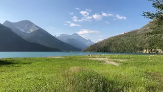 Soundscape to the countryside - birds, insects, cow bell - soothing ambience, relaxation moment