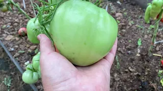 Тепличные томаты. Урожай 2021 года . Обзор сортов томатов . Часть 1