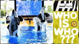 Loro Parque: The Male ORCAS | zoos.media
